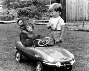 monkey-in-car